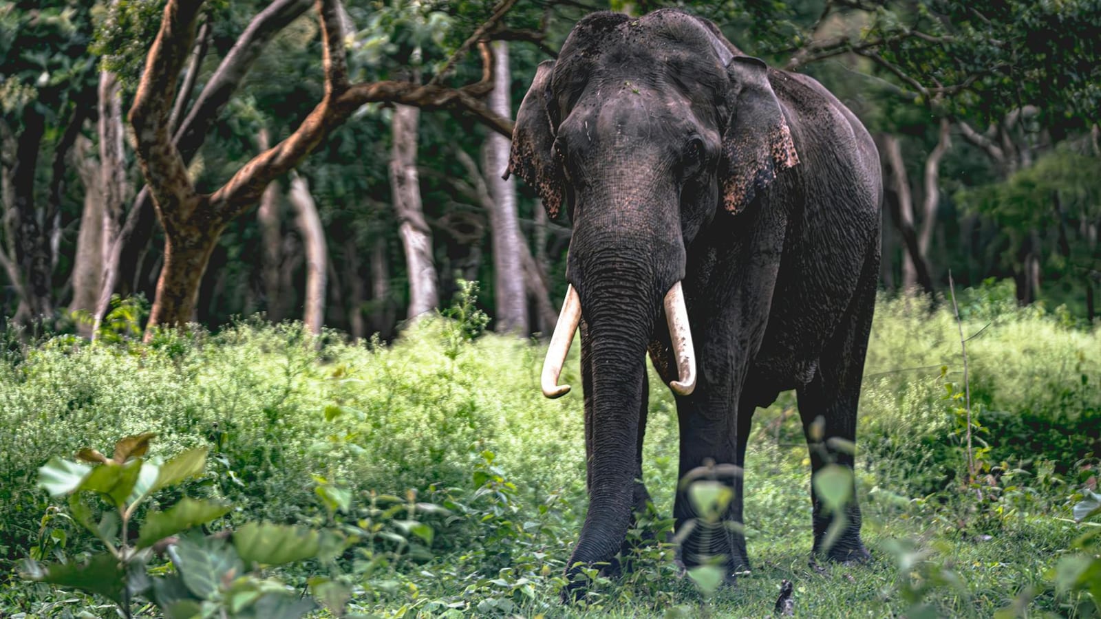 Kattalan song Blood On Tusk sets up forest revenge