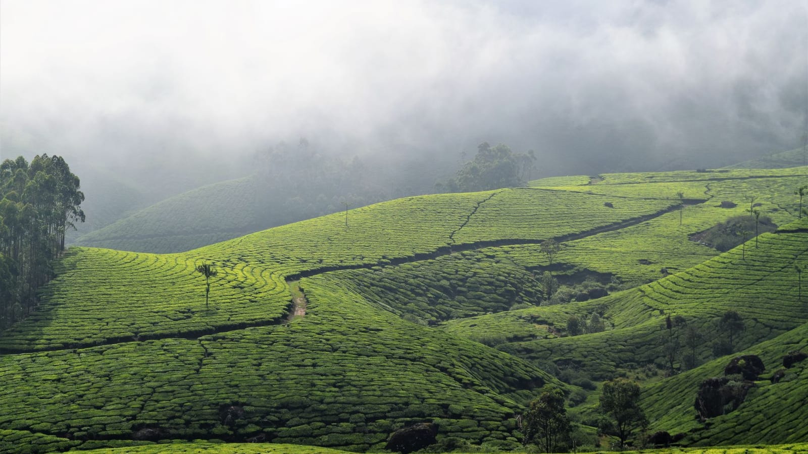 Kolukkumalai Sunrise Jeep Rides Draw Crowds Near Munnar