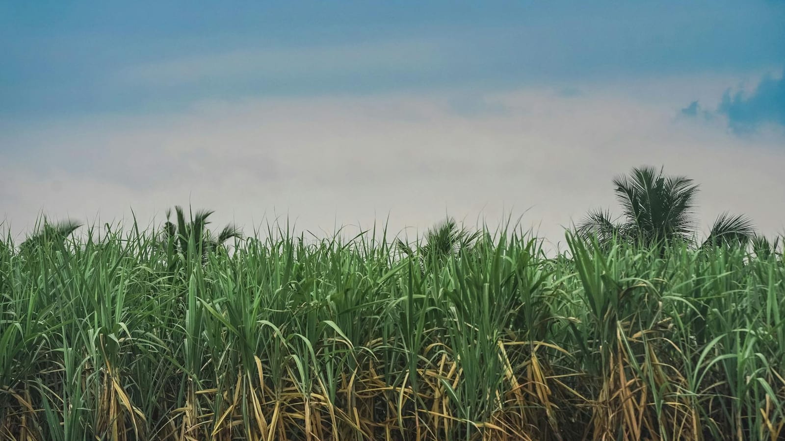 Sugar Prices Rebound as Brazil, Monsoon Risks Loom