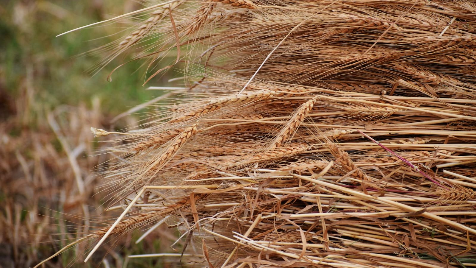 US Wheat Supply Fears Rise as Drought Hits Plains