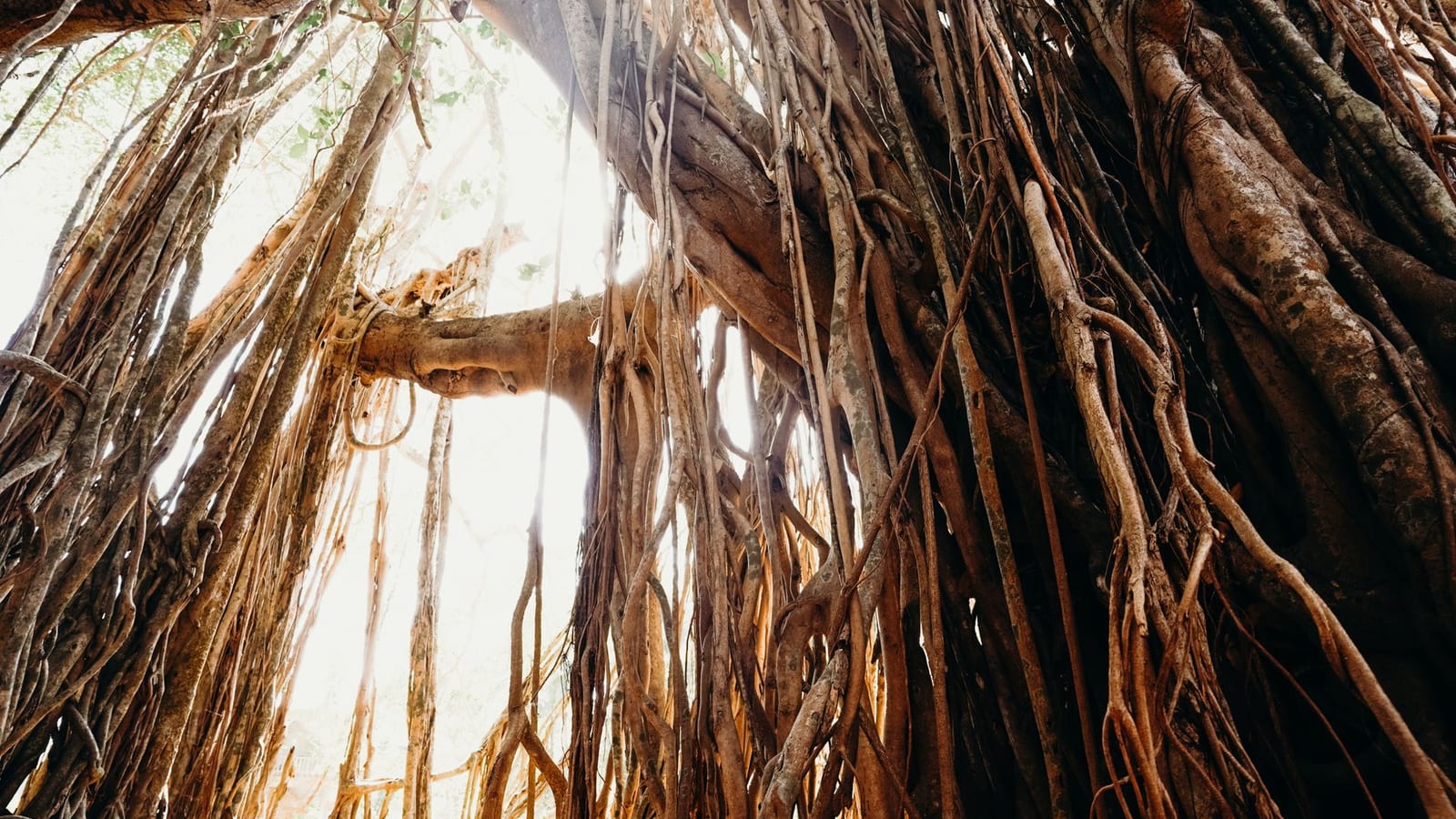 Vat Purnima Wishes Move From Banyan Trees To WhatsApp
